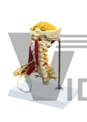 The model of senior cervical vertebrae with muscles